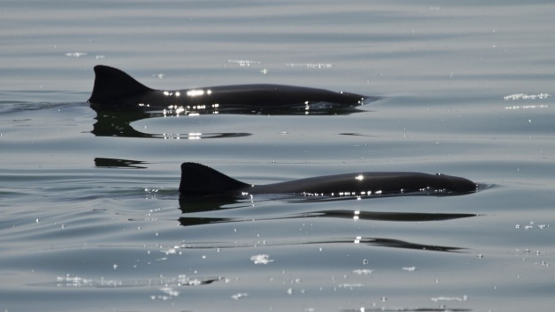 Bruinvissen bijna continu te horen in Zierikzee