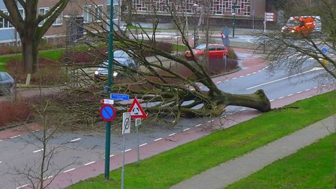 Deze boom blokkeerde de weg.