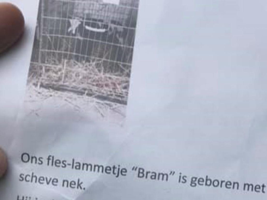 Het gehandicapte dode lammetje Bram (Bron: Facebook - Hans Huijgen)