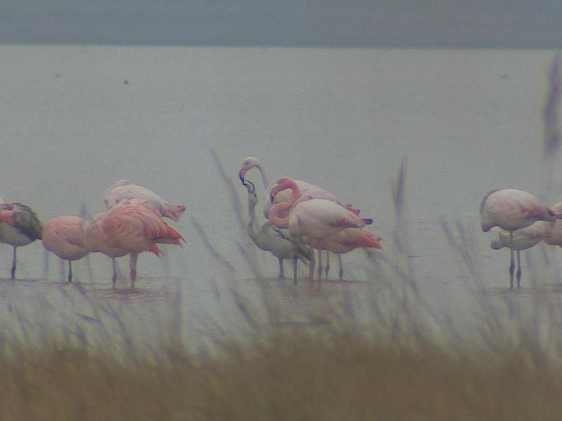 Flamingo's overwinteren in het Grevelingenmeer