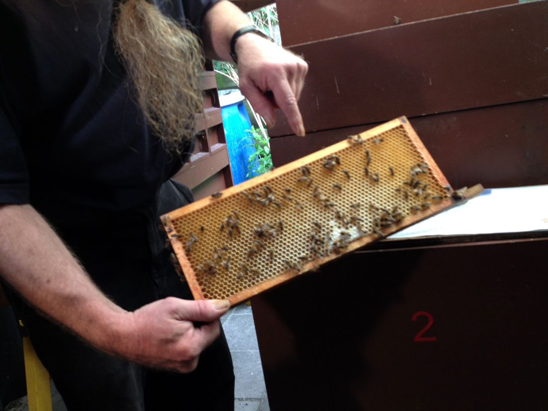 Imkers laten hun bijenkasten zien
