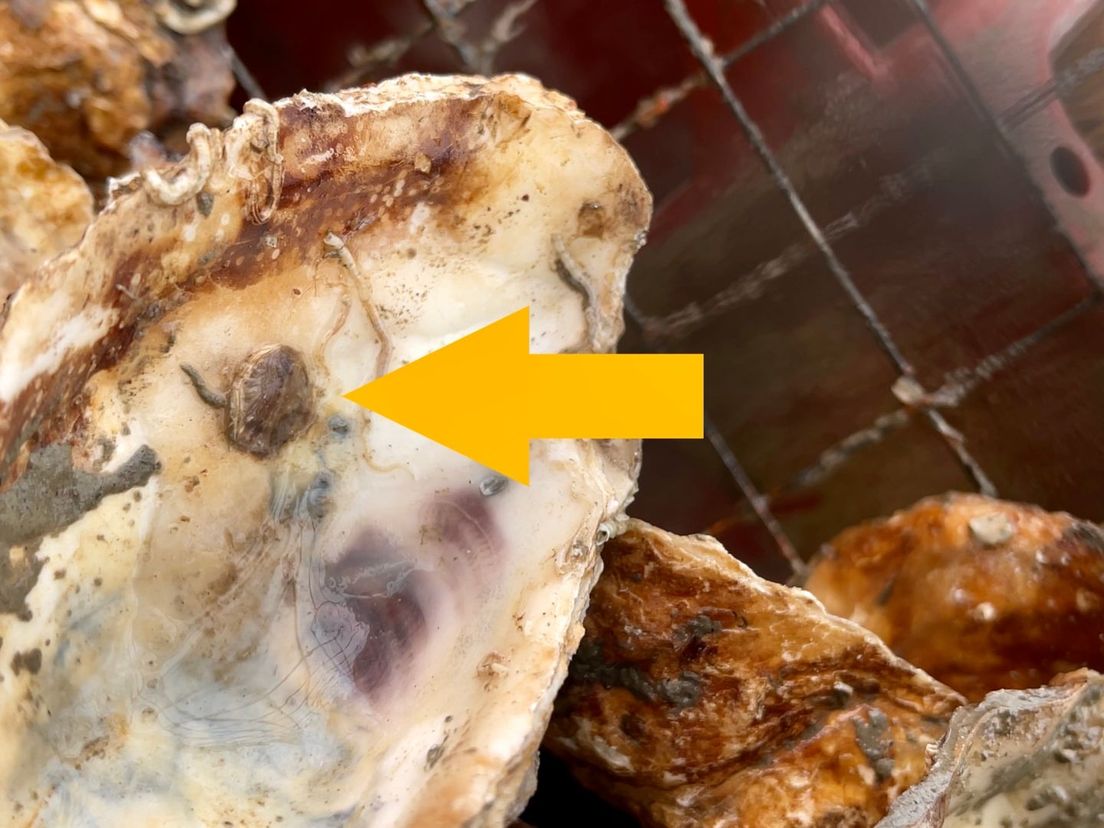 Een oestertje heeft zich vastgmaakt aan de schelp