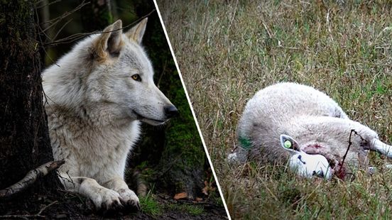 Foto: Wolf laat zich niet voorspellen: 'We weten veel, maar niet alles'