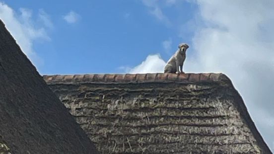 Hond zit op het dak en weigert naar beneden te komen