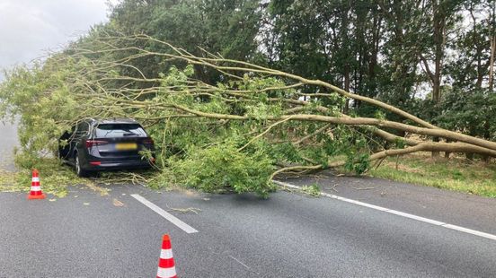 Omgewaaide boom belandt op A50 en raakt auto