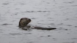 De otter is na zeventig jaar terug in Zeeland