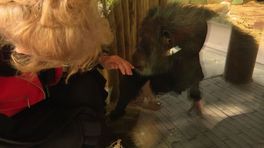Conny Vink rouwt om chimpansee: 'Mijn Mike, mijn aap is dood'