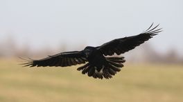 Raven broeden in Marnewaard: ‘Er is zo veel moois te zien’