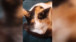 Kattenkerstwonder in Utrecht: doodgewaande poes Siera na jaren herenigd met baasje