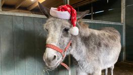 Eenzame Kerst voor 25 bejaarde ezels uit Zeist: 'We proberen het wel een beetje leuk voor ze te maken'