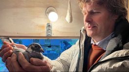Rense Sinkgraven geeft in nieuwe roman inkijkje in de duivensport