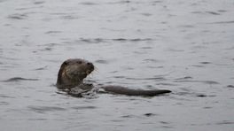 De otter is na zeventig jaar terug in Zeeland