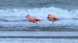 Groep van zeven flamingo's strijkt neer langs kust van Ter Heijde