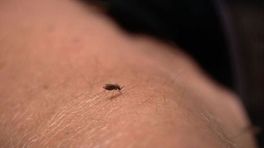 Dit is waarom jij nú last hebt van jeukende muggenbulten