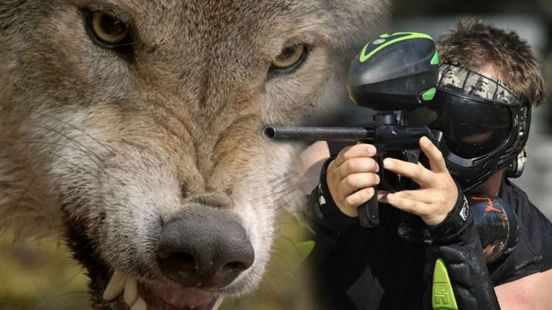 Foto: Faunabescherming: 'Vergunning paintballgeweer tegen wolf niet in orde'