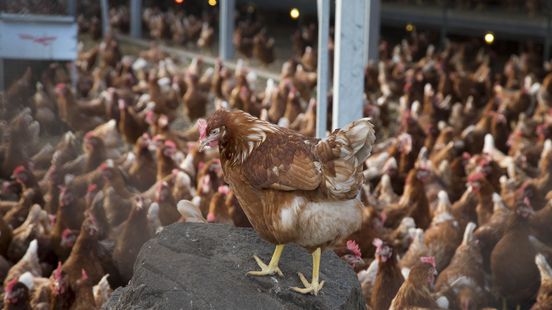 Vogelgriep in Putten: 110.000 kippen geruimd