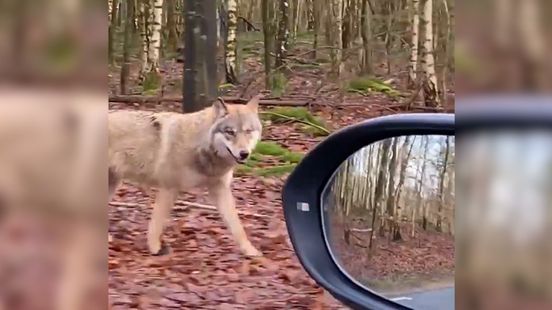Foto: Wolf komt erg dicht bij auto: 'Hij is vermoedelijk gevoerd'