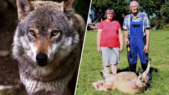 Nunspeet vraagt provincie wolven te mogen doden