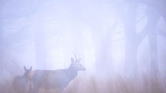 Wauw! Veluwe in de mist levert prachtig beeld op