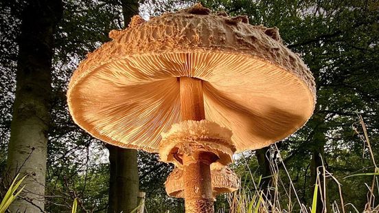 Honderden soorten paddenstoelen bij Waardenburg, maar een goed jaar is het niet