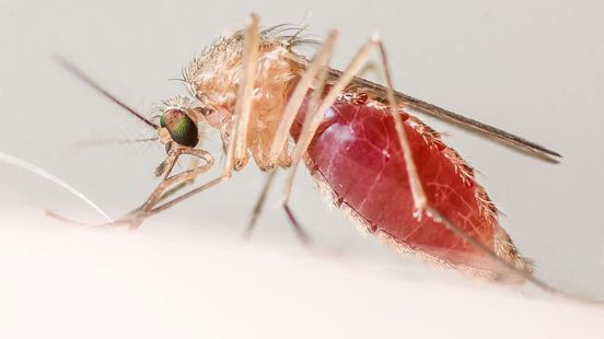 Waarom alleen vrouwtjesmuggen ons bloed wel kunnen drinken