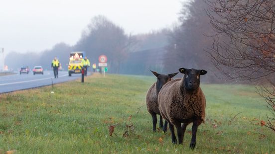 Loslopende schapen op A27 met hulp van Linda gevangen: 'Gebeurt niet elke dag'