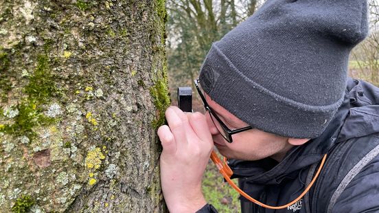 Groningse student vindt 138 soorten korstmos in Stadspark: 'De lucht is hier schoon'