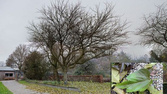 Deze Chinese boom verliest in één nacht al zijn blad