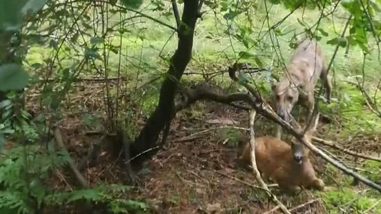 Loslopende hond bijt ree dood in bos, eigenaar op de bon geslingerd