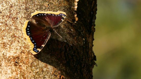 Siberische vlinders duiken op in Gelderland