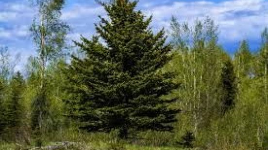 Wie heeft een vier meter hoge kerstboom?