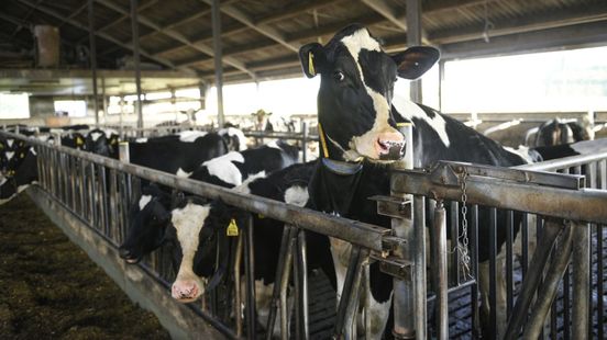 Gelderland produceert 2,1 miljard kilo melk, genoeg voor alle inwoners