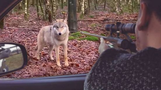 Foto: Verdovingspijl, verfbal of kogel: hoe verjaag je een niet-schuwe wolf?