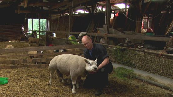 'Ik bid elke dag', schapensector is bang voor terugkeer blauwtong