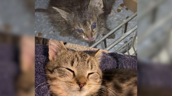 Gedumpte kittens aangesterkt dankzij Ingrid: 'Waren zes hoopjes ellende'