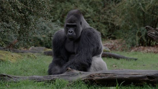 Dit is de nieuwe gorillaleider van de Apenheul