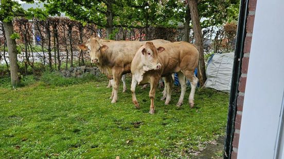 Losgebroken koeien zijn grens overgestoken: Belgische dames al dagen aan de wandel in Zeeuws-Vlaanderen