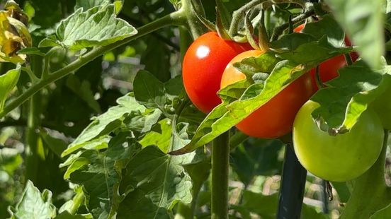 Zo kweek je zelf tomaten (want die zijn het lekkerst)
